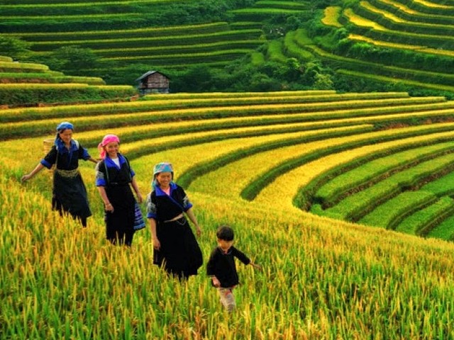 VIETNAM ESSENTIAL MIT SAPA